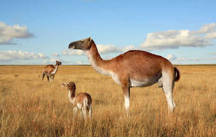 Camelops Camelops hesternus by Dantheman9758 on DeviantArt