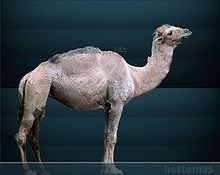 Camelops httpsuploadwikimediaorgwikipediacommonsthu