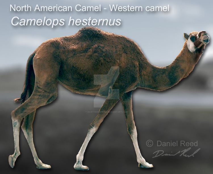 Camelops Camelops hesternus by Dantheman9758 on DeviantArt
