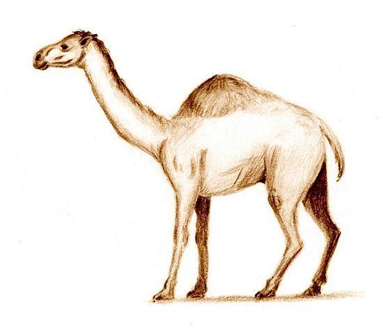 Camelops Extinct Western Camel Fact Sheet 2009