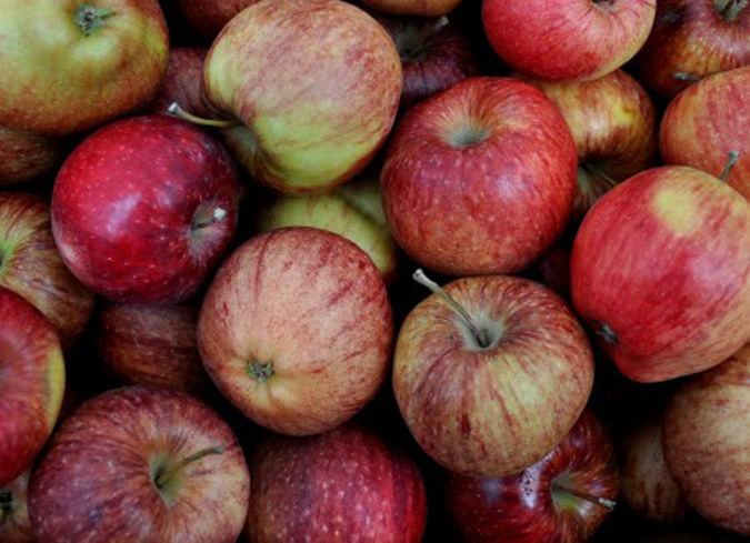 Cameo (apple) Cameo Apples Winter Ridge Natural Foods