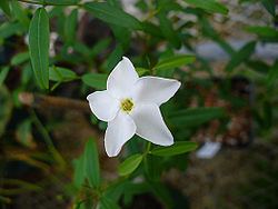 Cameraria (plant) httpsuploadwikimediaorgwikipediacommonsthu