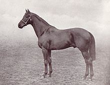Cameronian (horse) httpsuploadwikimediaorgwikipediacommonsthu
