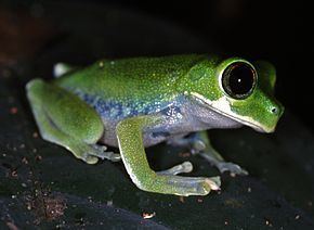 Cameroon forest tree frog httpsuploadwikimediaorgwikipediacommonsthu