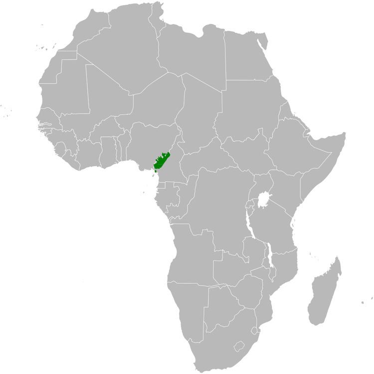 Cameroon greenbul