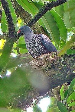 Cameroon olive pigeon Cameroon OlivePigeon