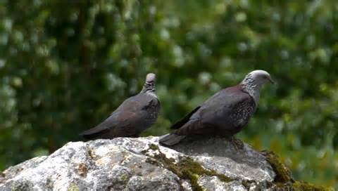 Cameroon olive pigeon wwwtaenoscomimgITISColumbasjostedtiCameroon