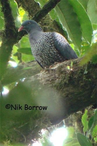 Cameroon olive pigeon Cameroon Olivepigeon Columba sjostedti videos photos and sound