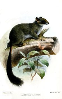 Cameroon scaly-tail Cameroon scalytail Wikipedia