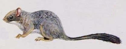 Cameroon scaly-tail Species Sheet Mammals39Planet