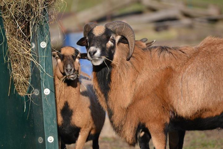 Cameroon sheep Cameroon sheep