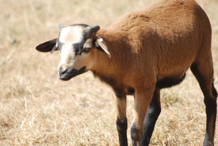 Cameroon sheep Cameroon sheep at Africa Alive ZooChat