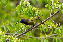 Cameroon sunbird httpsuploadwikimediaorgwikipediacommonsthu