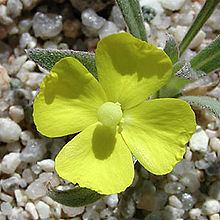 Camissoniopsis pallida httpsuploadwikimediaorgwikipediacommonsthu