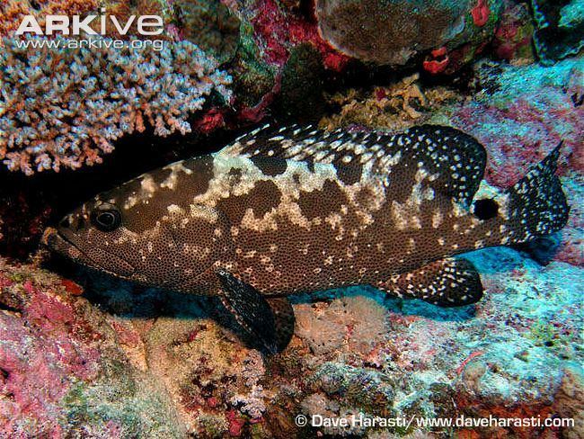 Camouflage grouper Camouflage grouper videos photos and facts Epinephelus