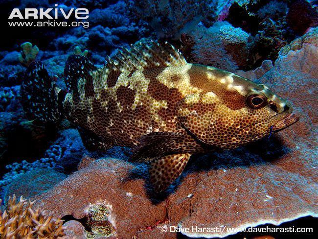 Camouflage grouper Camouflage grouper photos Epinephelus polyphekadion ARKive