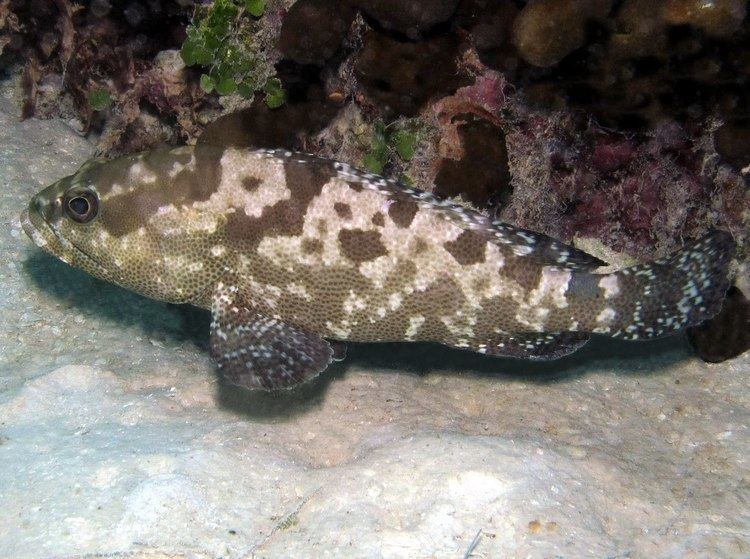 Camouflage grouper Camouflage grouper Epinephelus polyphekadion YouTube