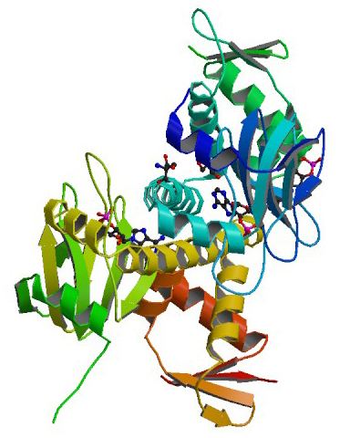 CAMP receptor protein