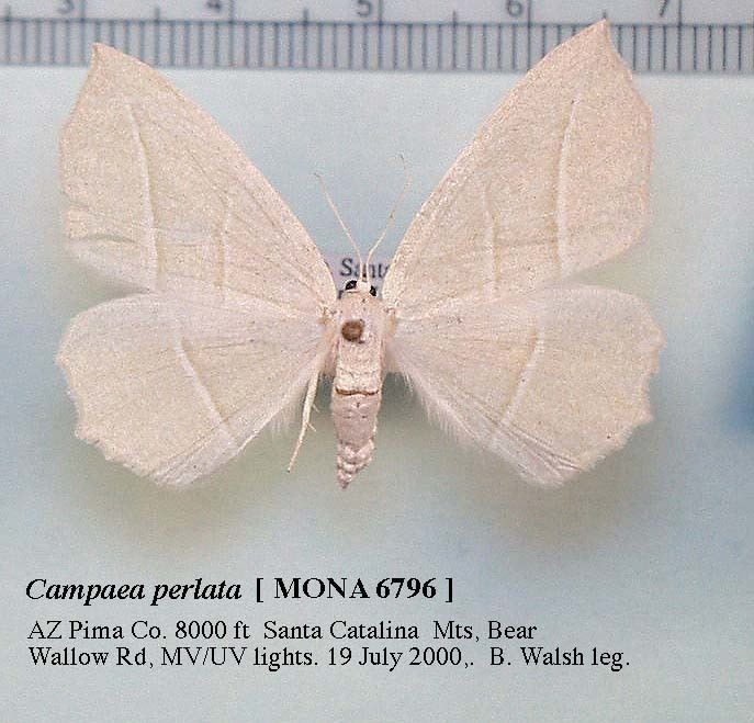 Campaea nitrobiosciarizonaeduzeebbutterfliesfigsmot