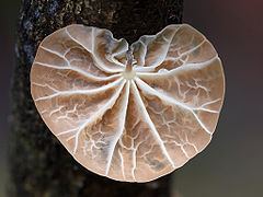 Campanella (fungus) httpsuploadwikimediaorgwikipediacommonsthu