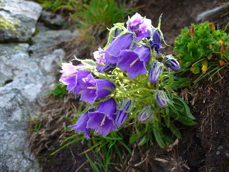 Campanula alpina TrekNature campanula alpina Photo