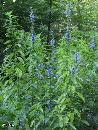 Campanula americana Nature Search TALL BELLFLOWER Campanula americana BELLFLOWER