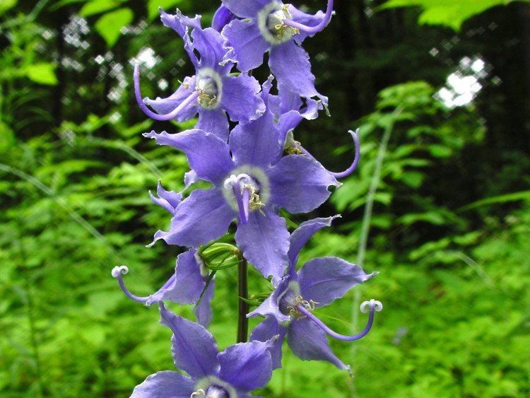 Campanula americana Tall Bellflower 2001 and 2003