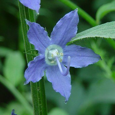 Campanula americana Campanula americana page