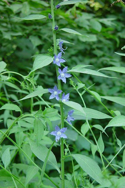 Campanula americana Campanula americana page