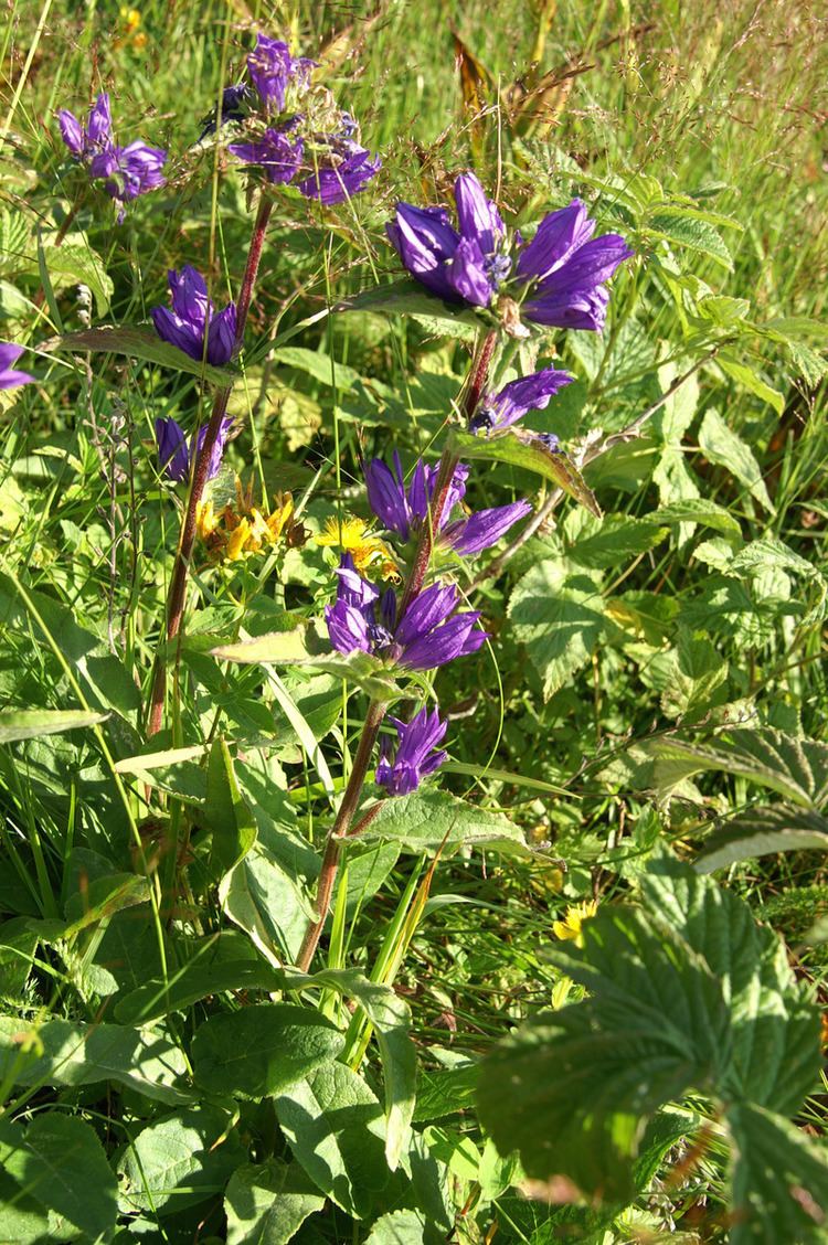 Campanula cervicaria FileCampanula cervicariajpg Wikimedia Commons