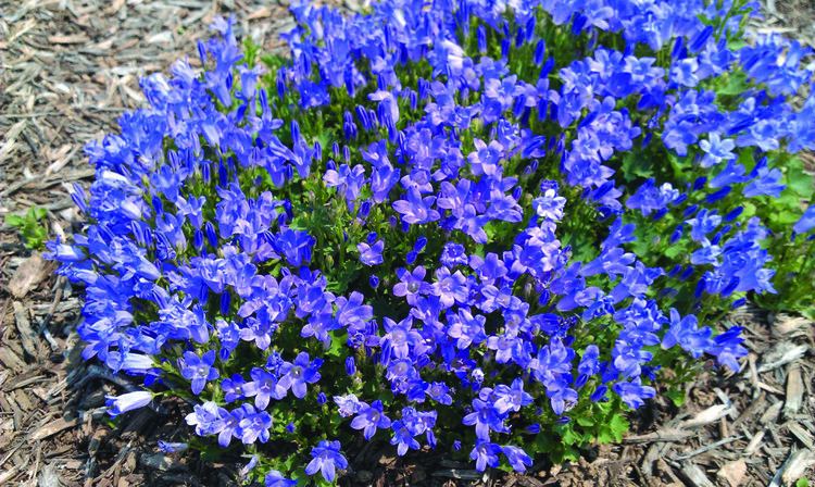 Campanula Perennial Solutions Campanula portenschlagiana 39Miss Melanie