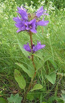 Campanula glomerata httpsuploadwikimediaorgwikipediacommonsthu