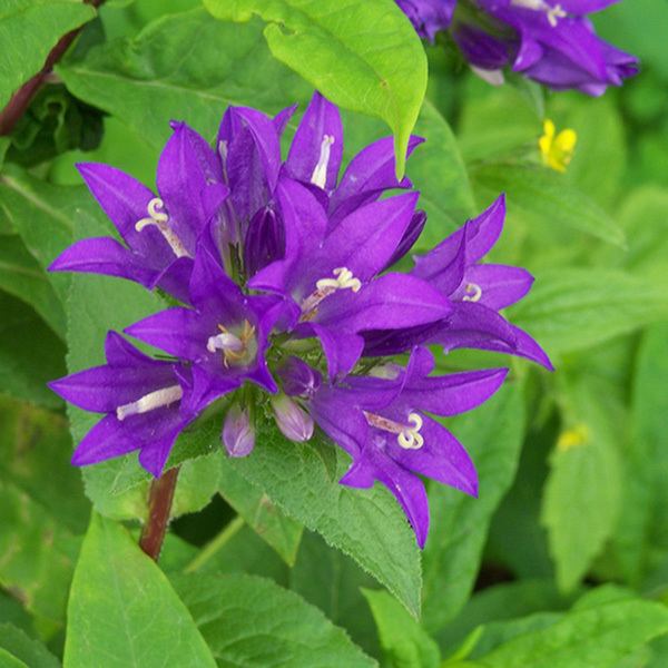 Campanula glomerata Buy clustered bellflower Campanula glomerata 39Superba39 Delivery by