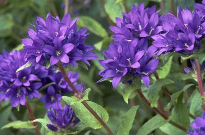 Campanula glomerata Campanula glomerata clustered bellflowerRHS Gardening