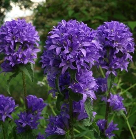 Campanula glomerata Campanula glomerata 39Superba39