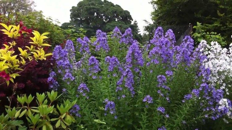 Campanula lactiflora Campanula lactiflora quotEggleston Hybridsquot YouTube