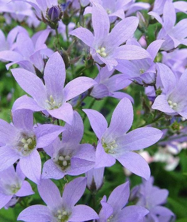 Campanula lactiflora Campanula lactiflora 39Prichard39s Variety39 Milky Bellflower