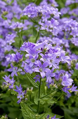 Campanula lactiflora Campanula lactiflora 39Prichard39s Variety39 milky bellflower