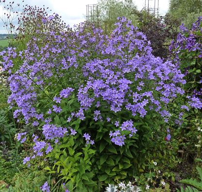 Campanula lactiflora Campanula lactiflora quotMilky Bellflowerquot Buy Online at Annie39s Annuals