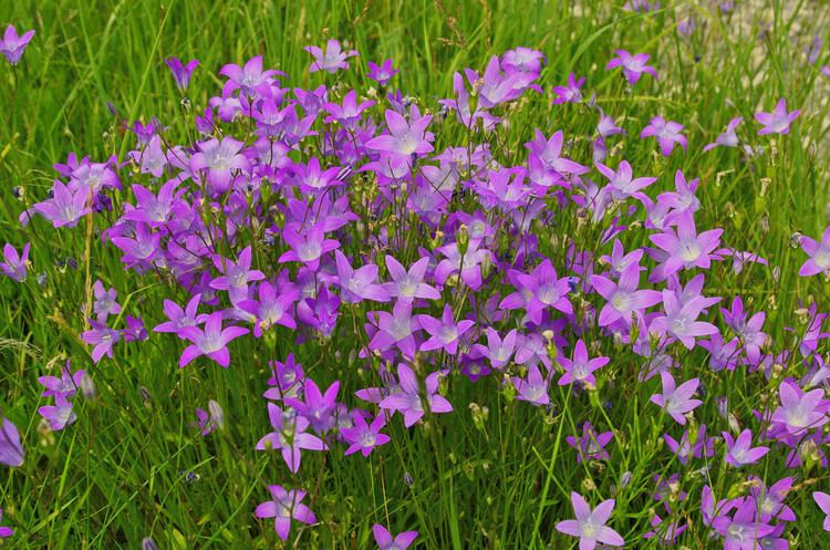 Campanula patula WiesenGlockenblume Wikiwand