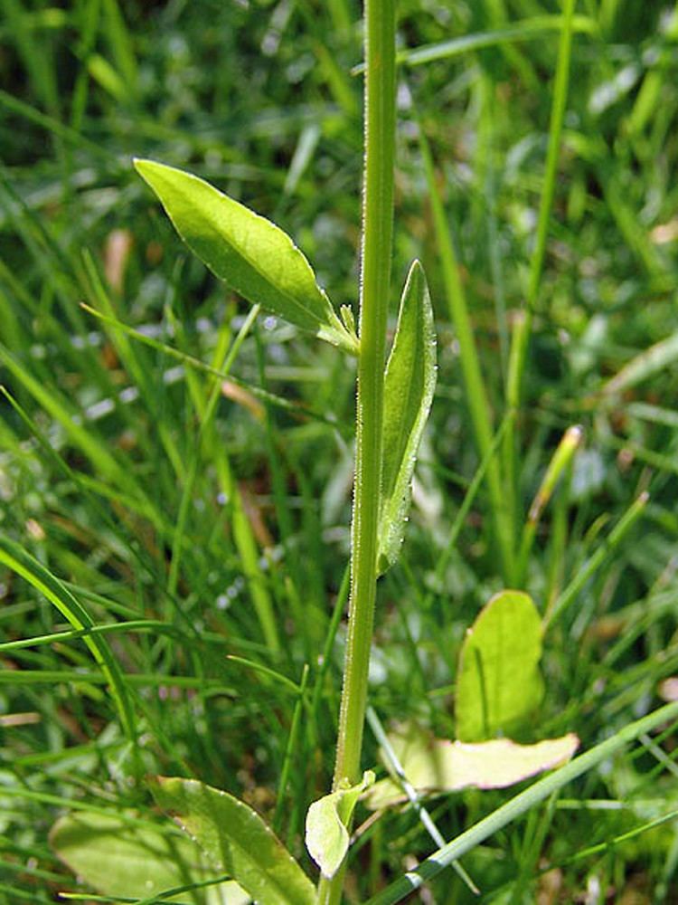 Campanula patula Campanula patula spreading bellflower Go Botany