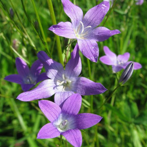 Campanula patula CAMPANULA PATULA SEEDS Spreading Bellflower