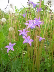 Campanula patula httpsuploadwikimediaorgwikipediacommonsthu