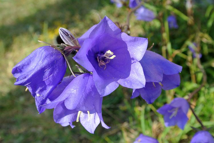 Campanula persicifolia Campanula persicifolia Wikipedia