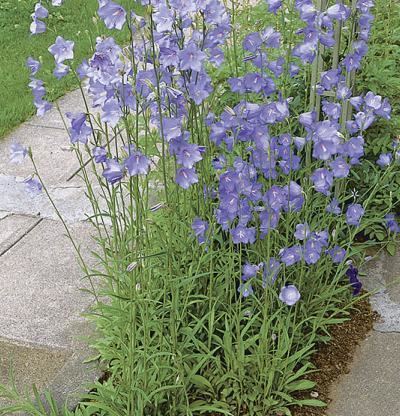 Campanula persicifolia Campanula persicifolia Fine Gardening