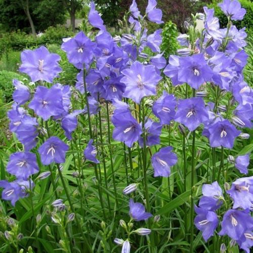 Campanula persicifolia wwwplantworldseedscomimagesseedimagesCAMPA