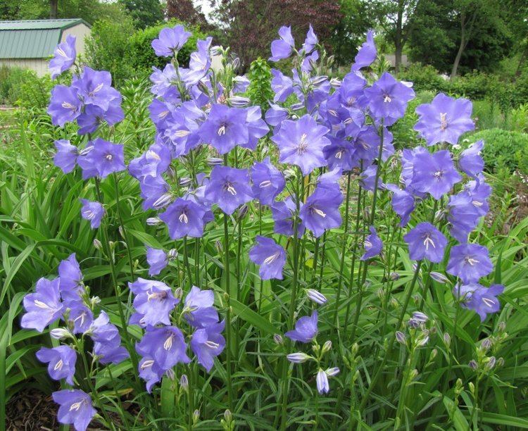 Campanula persicifolia Campanula persicifolia Seeds 100pack peach leaf bellflowers