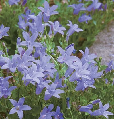 Campanula portenschlagiana bears purple flowers.