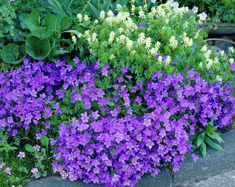 Campanula portenschlagiana, a species of flowering plant in the family Campanulaceae also known as Dalmatian bellflower, Adria bellflower, and wall bellflower.