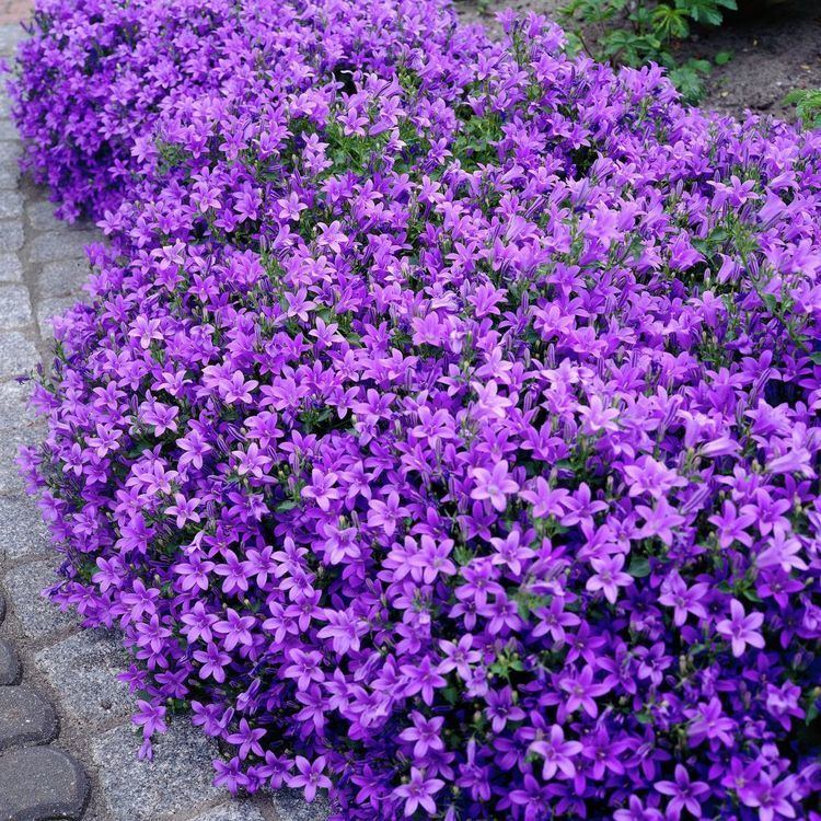 Campanula portenschlagiana, a vigorous, low-growing, mound-forming evergreen perennial with deep purple flowers in summer.